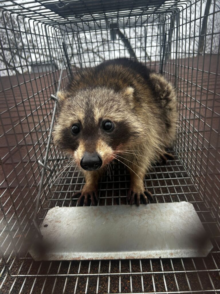 Blissfield Wildlife Control